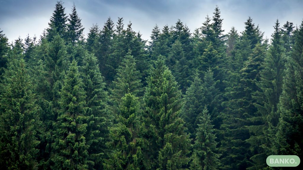 Miksi metsälaina voi olla järkevä